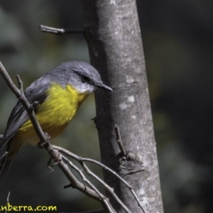 Eopsaltria australis at Paddys River, ACT - 1 Sep 2018