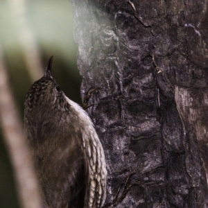 Cormobates leucophaea at Paddys River, ACT - 1 Sep 2018