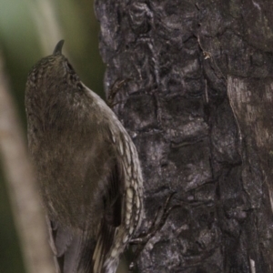 Cormobates leucophaea at Paddys River, ACT - 1 Sep 2018