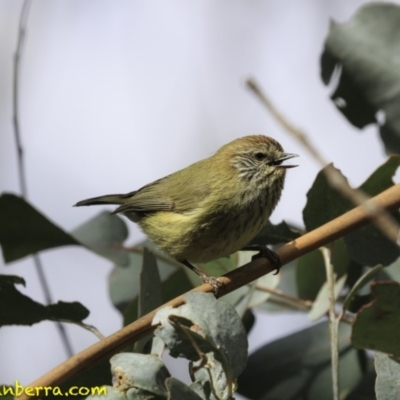 Acanthiza lineata (Striated Thornbill) at Paddys River, ACT - 1 Sep 2018 by BIrdsinCanberra
