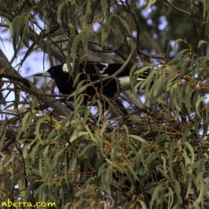 Gymnorhina tibicen at Hughes, ACT - 2 Sep 2018 08:42 AM