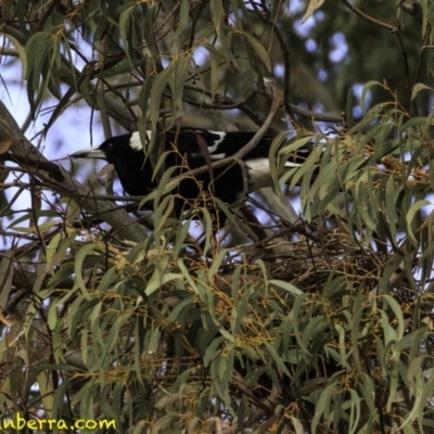 Gymnorhina tibicen (Australian Magpie) at Hughes, ACT - 2 Sep 2018 by JonSteinbeck
