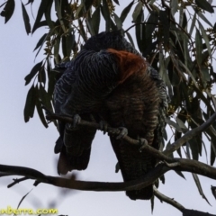 Callocephalon fimbriatum (Gang-gang Cockatoo) at Deakin, ACT - 2 Sep 2018 by JonSteinbeck