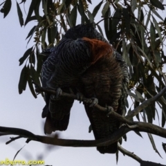 Callocephalon fimbriatum (Gang-gang Cockatoo) at Red Hill Nature Reserve - 1 Sep 2018 by BIrdsinCanberra