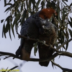 Callocephalon fimbriatum at Deakin, ACT - 2 Sep 2018