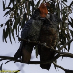 Callocephalon fimbriatum at Deakin, ACT - 2 Sep 2018