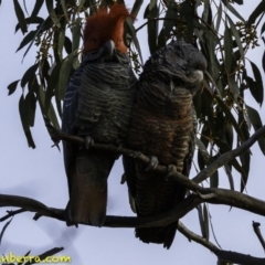 Callocephalon fimbriatum at Deakin, ACT - suppressed