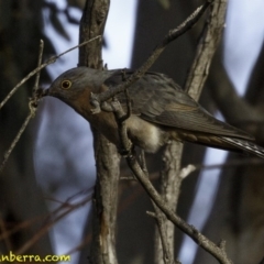 Cacomantis flabelliformis (Fan-tailed Cuckoo) at Deakin, ACT - 1 Sep 2018 by BIrdsinCanberra