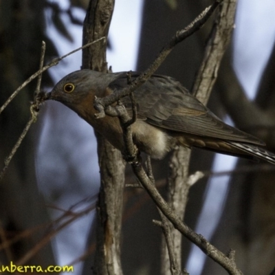 Cacomantis flabelliformis (Fan-tailed Cuckoo) at Deakin, ACT - 2 Sep 2018 by BIrdsinCanberra