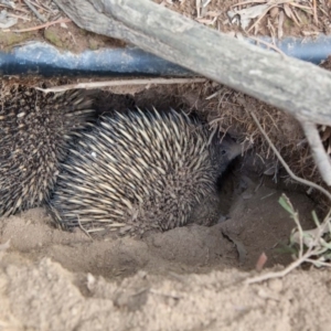 Tachyglossus aculeatus at Murrumbateman, NSW - 8 Sep 2018