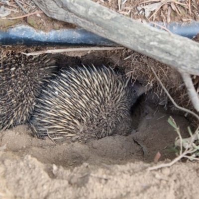 Tachyglossus aculeatus (Short-beaked Echidna) at Murrumbateman, NSW - 8 Sep 2018 by SallyandPeter