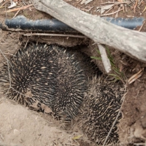 Tachyglossus aculeatus at Murrumbateman, NSW - 8 Sep 2018