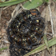 Apina callisto (Pasture Day Moth) at The Pinnacle - 8 Sep 2018 by AlisonMilton