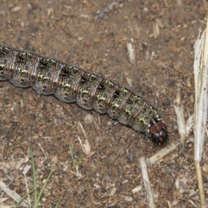 Apina callisto at The Pinnacle - 8 Sep 2018 10:59 AM