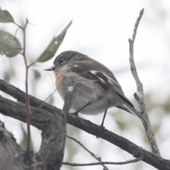 Petroica boodang at Hawker, ACT - 8 Sep 2018 11:53 AM