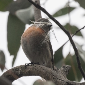 Petroica boodang at Hawker, ACT - 8 Sep 2018 11:53 AM