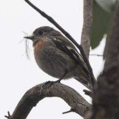 Petroica boodang at Hawker, ACT - 8 Sep 2018 11:53 AM