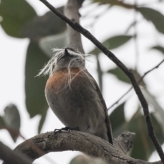 Petroica boodang at Hawker, ACT - 8 Sep 2018 11:53 AM