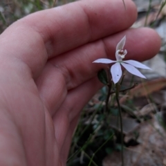 Caladenia sp. (A Caladenia) at Termeil State Forest - 2 Sep 2018 by NickWilson