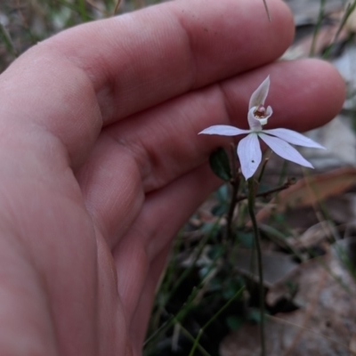 Caladenia sp. (A Caladenia) at Termeil State Forest - 3 Sep 2018 by NickWilson