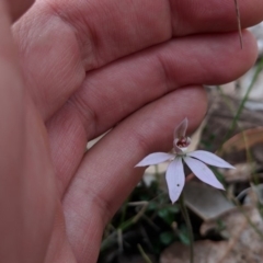 Caladenia sp. at Termeil State Forest - 3 Sep 2018
