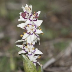 Wurmbea dioica subsp. dioica (Early Nancy) at Hawker, ACT - 8 Sep 2018 by AlisonMilton