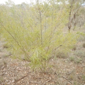 Acacia pravifolia at Red Hill, ACT - 8 Sep 2018 11:54 AM