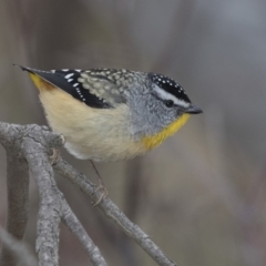 Pardalotus punctatus at Hawker, ACT - 8 Sep 2018 01:30 PM