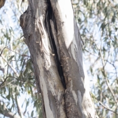 Apis mellifera (European honey bee) at Hawker, ACT - 8 Sep 2018 by AlisonMilton