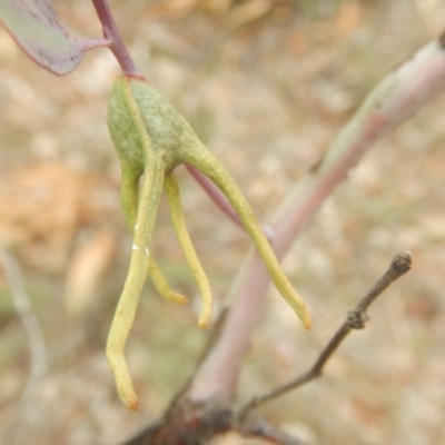 Apiomorpha munita (Four horned Gum-tree Gall) at Red Hill Nature Reserve - 8 Sep 2018 by MichaelMulvaney