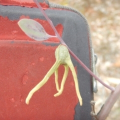 Apiomorpha munita at Red Hill, ACT - 8 Sep 2018