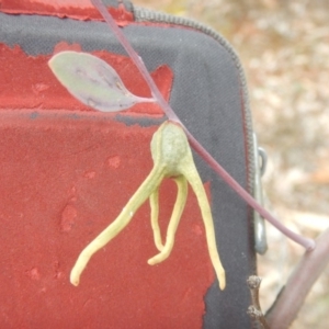 Apiomorpha munita at Red Hill, ACT - 8 Sep 2018