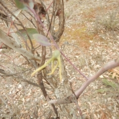 Apiomorpha munita at Red Hill, ACT - 8 Sep 2018