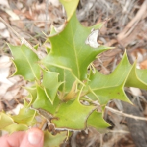 Ilex aquifolium at Red Hill, ACT - 8 Sep 2018 12:19 PM