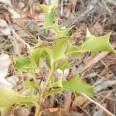 Ilex aquifolium at Red Hill, ACT - 8 Sep 2018 12:19 PM