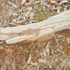 Papyrius nitidus (Shining Coconut Ant) at Red Hill Nature Reserve - 8 Sep 2018 by MichaelMulvaney