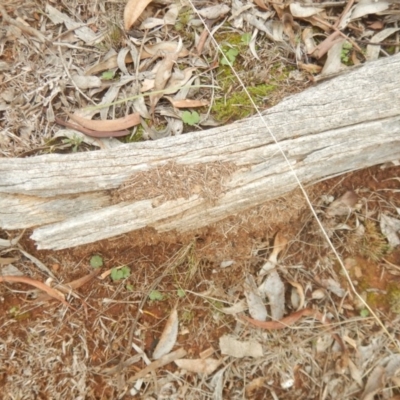 Papyrius nitidus (Shining Coconut Ant) at Red Hill, ACT - 8 Sep 2018 by MichaelMulvaney