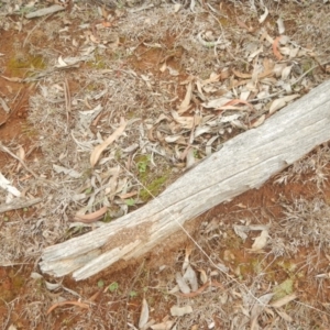 Papyrius nitidus at Red Hill, ACT - suppressed