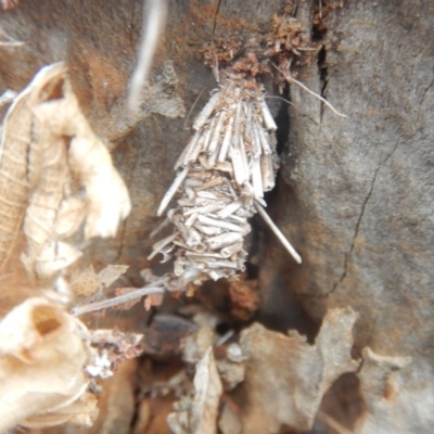 Oiketicus sp. (genus) (A case moth) at Garran, ACT - 8 Sep 2018 by MichaelMulvaney