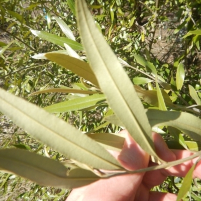 Olea europaea subsp. cuspidata (African Olive) at Deakin, ACT - 8 Sep 2018 by MichaelMulvaney