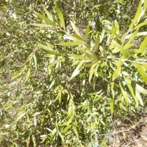 Olea europaea subsp. cuspidata at Deakin, ACT - 8 Sep 2018
