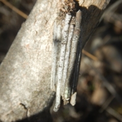 Clania lewinii & similar Casemoths (Parallel stick Case Moths) at Deakin, ACT - 8 Sep 2018 by MichaelMulvaney