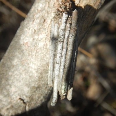 Clania lewinii (Lewin's case moth) at Red Hill Nature Reserve - 8 Sep 2018 by MichaelMulvaney