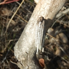 Clania lewinii & similar Casemoths at Deakin, ACT - 8 Sep 2018