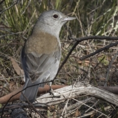 Colluricincla harmonica (Grey Shrikethrush) at Hawker, ACT - 8 Sep 2018 by AlisonMilton