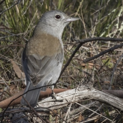 Colluricincla harmonica (Grey Shrikethrush) at Hawker, ACT - 8 Sep 2018 by AlisonMilton