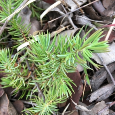 Juniperus communis (Juniper) at Hughes, ACT - 8 Sep 2018 by KL