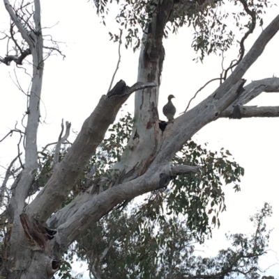 Chenonetta jubata (Australian Wood Duck) at Deakin, ACT - 8 Sep 2018 by KL
