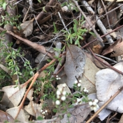 Cryptandra amara (Bitter Cryptandra) at Red Hill Nature Reserve - 19 Aug 2018 by KL