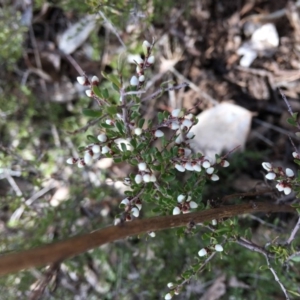 Cryptandra amara at Hughes, ACT - 19 Aug 2018